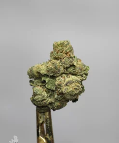 White Widow flower close-up on a metal holder