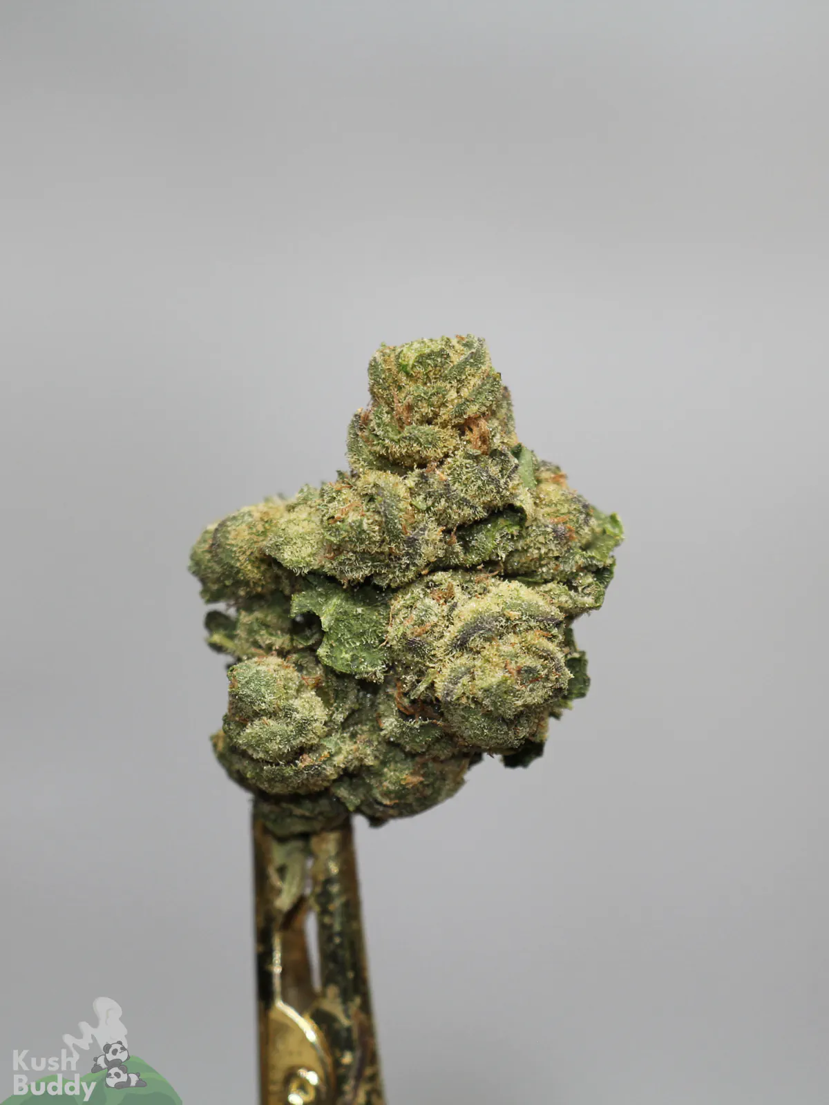 White Widow flower close-up on a metal holder