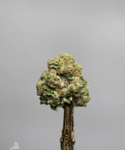 White Widow flower close-up on a metal holder