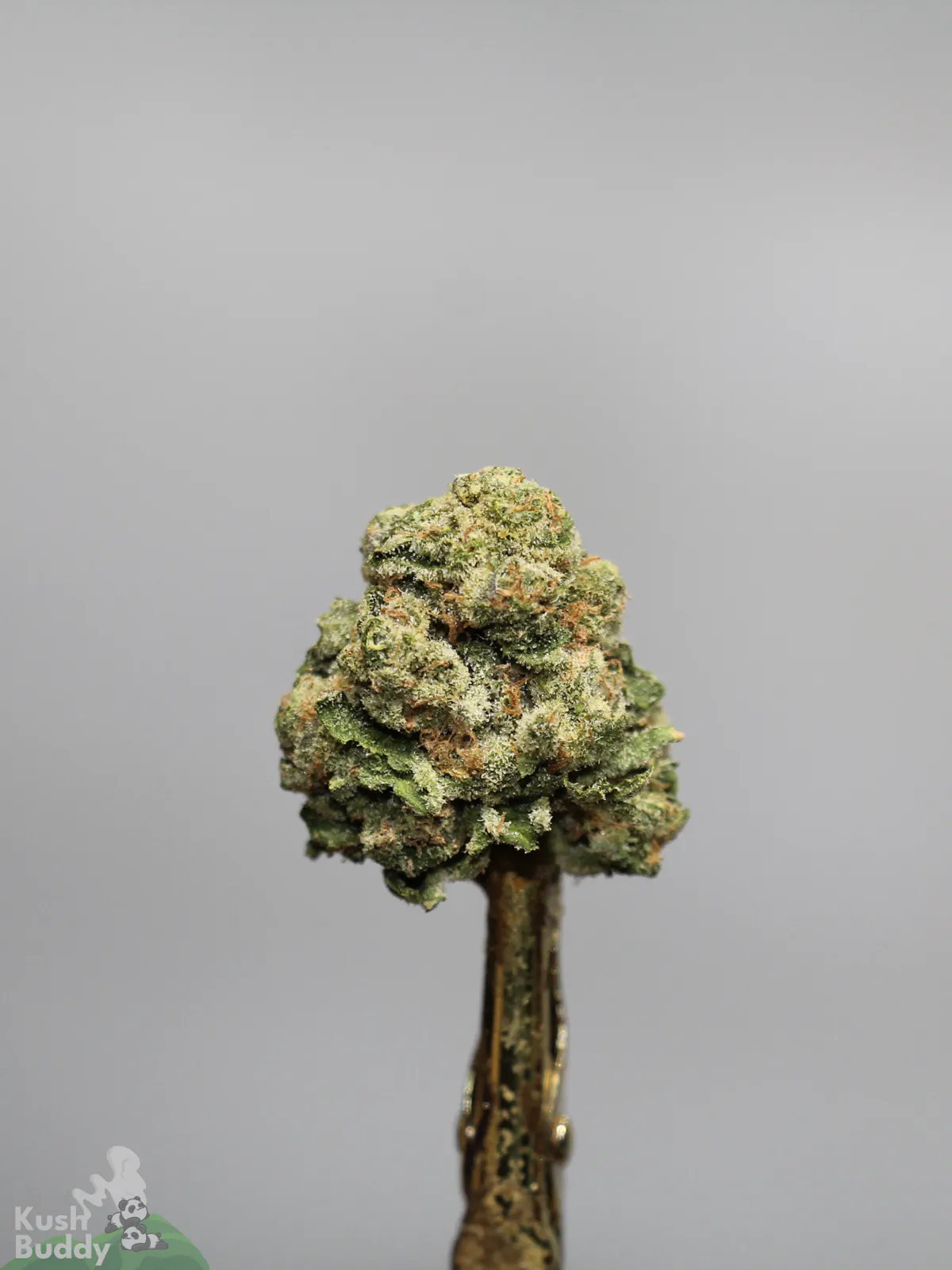 White Widow flower close-up on a metal holder