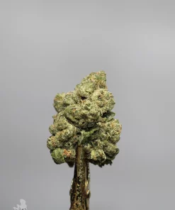 White Widow flower close-up on a metal holder