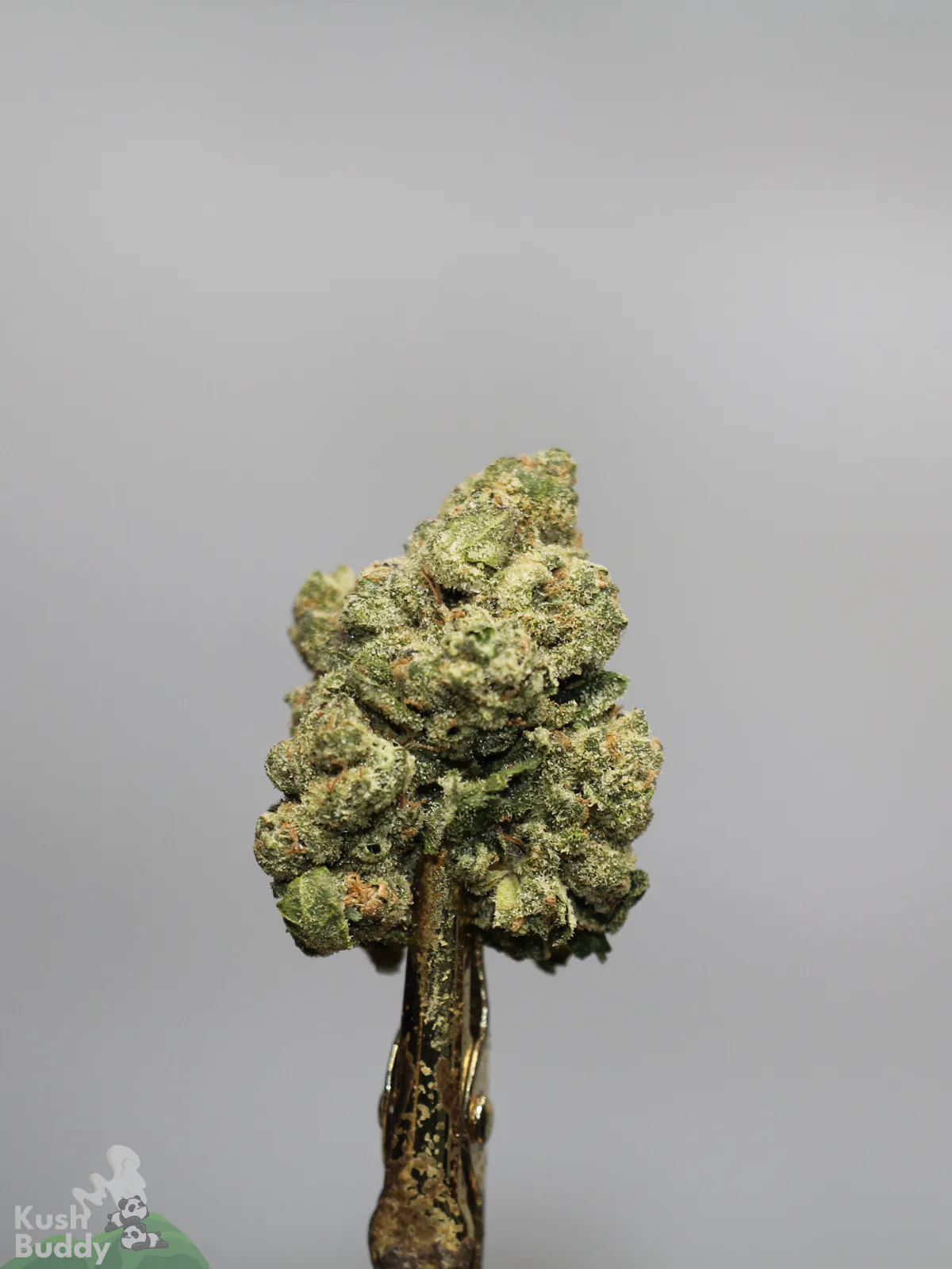 White Widow flower close-up on a metal holder