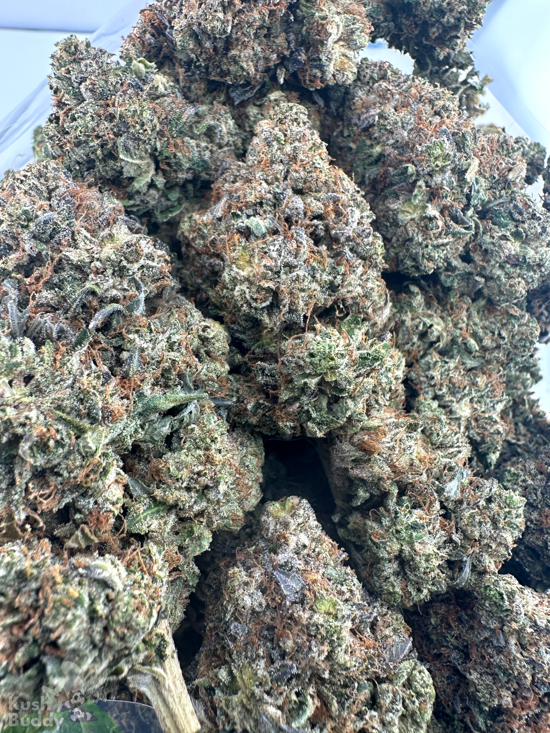 Black Series - Bulk - Zombie Kush OG (LSO) - Image 2