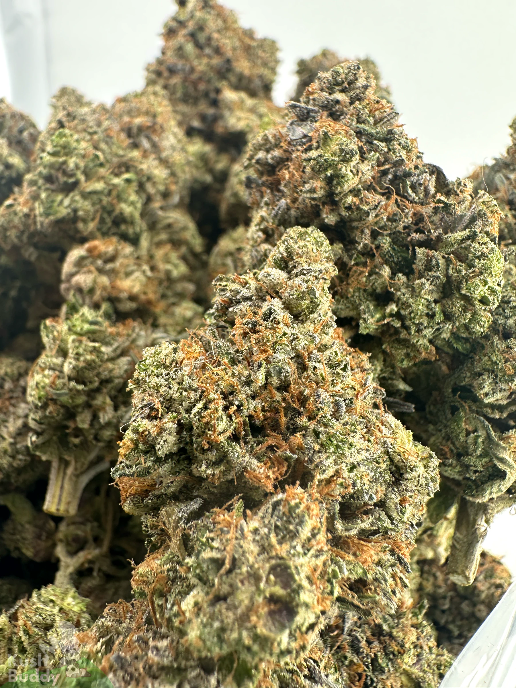 Black Series - Bulk - Zombie Kush OG (LSO) - Image 3