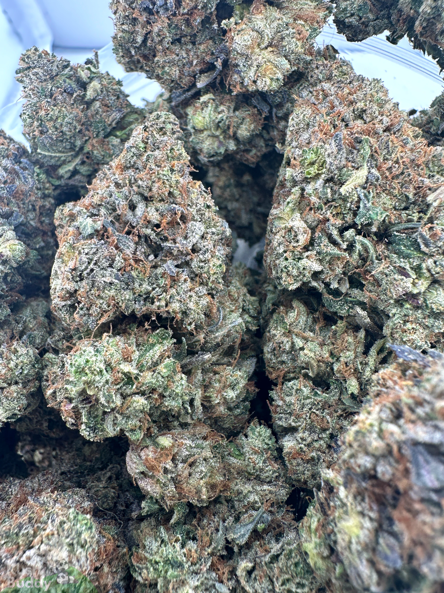 Black Series - Bulk - Zombie Kush OG (LSO) - Image 4