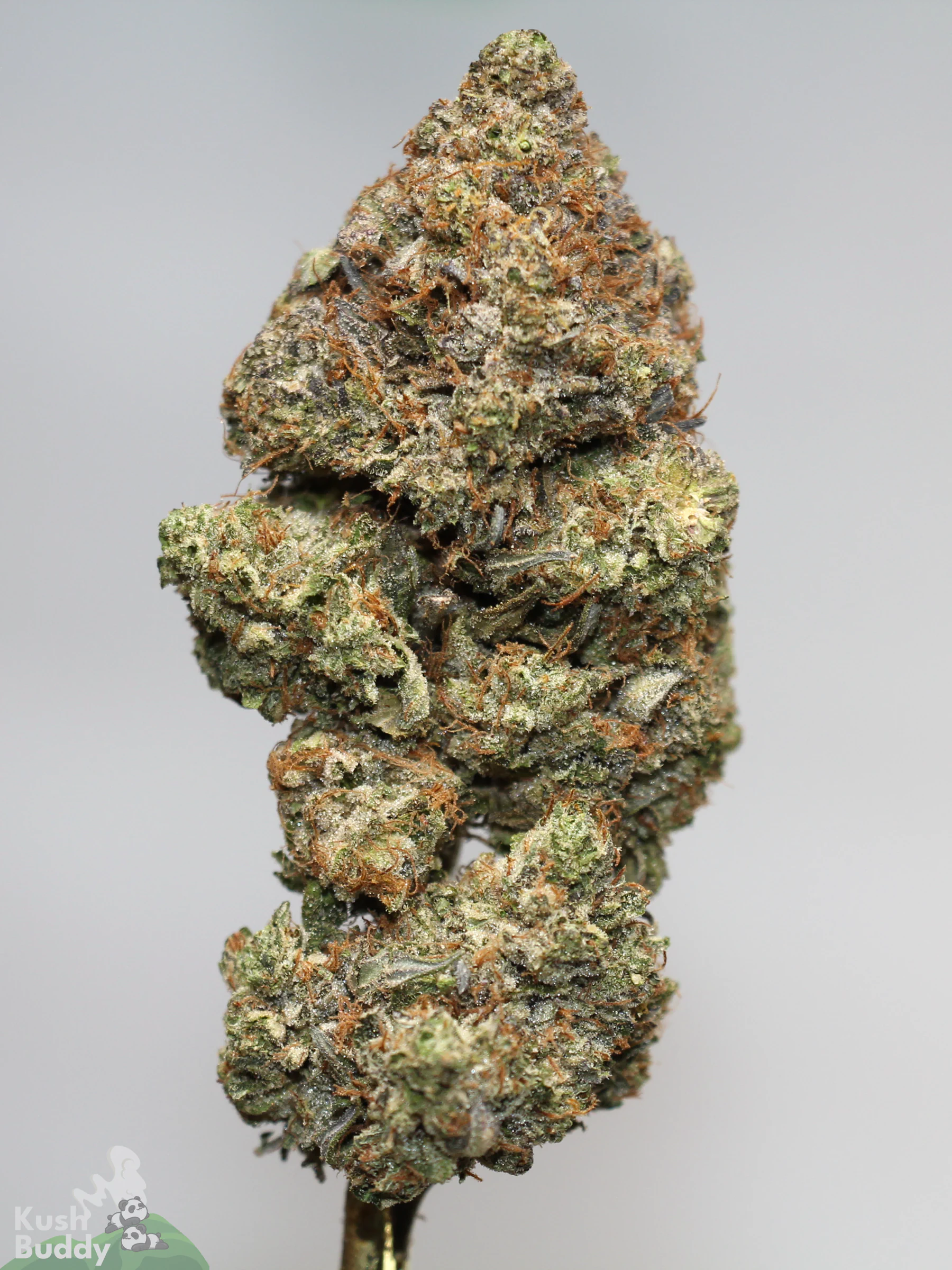 Black Series - Bulk - Zombie Kush OG (LSO) - Image 5