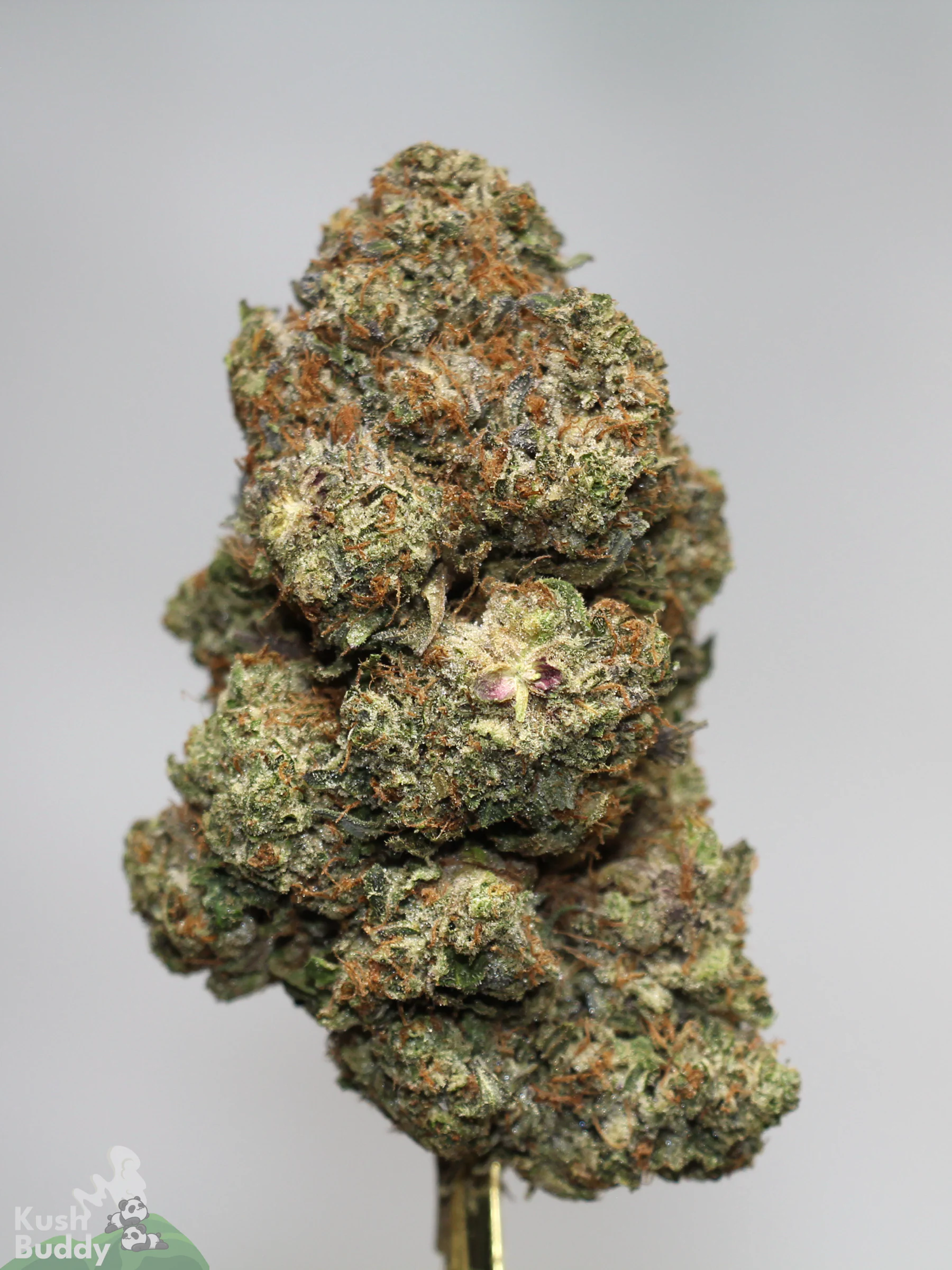 Black Series - Bulk - Zombie Kush OG (LSO) - Image 6