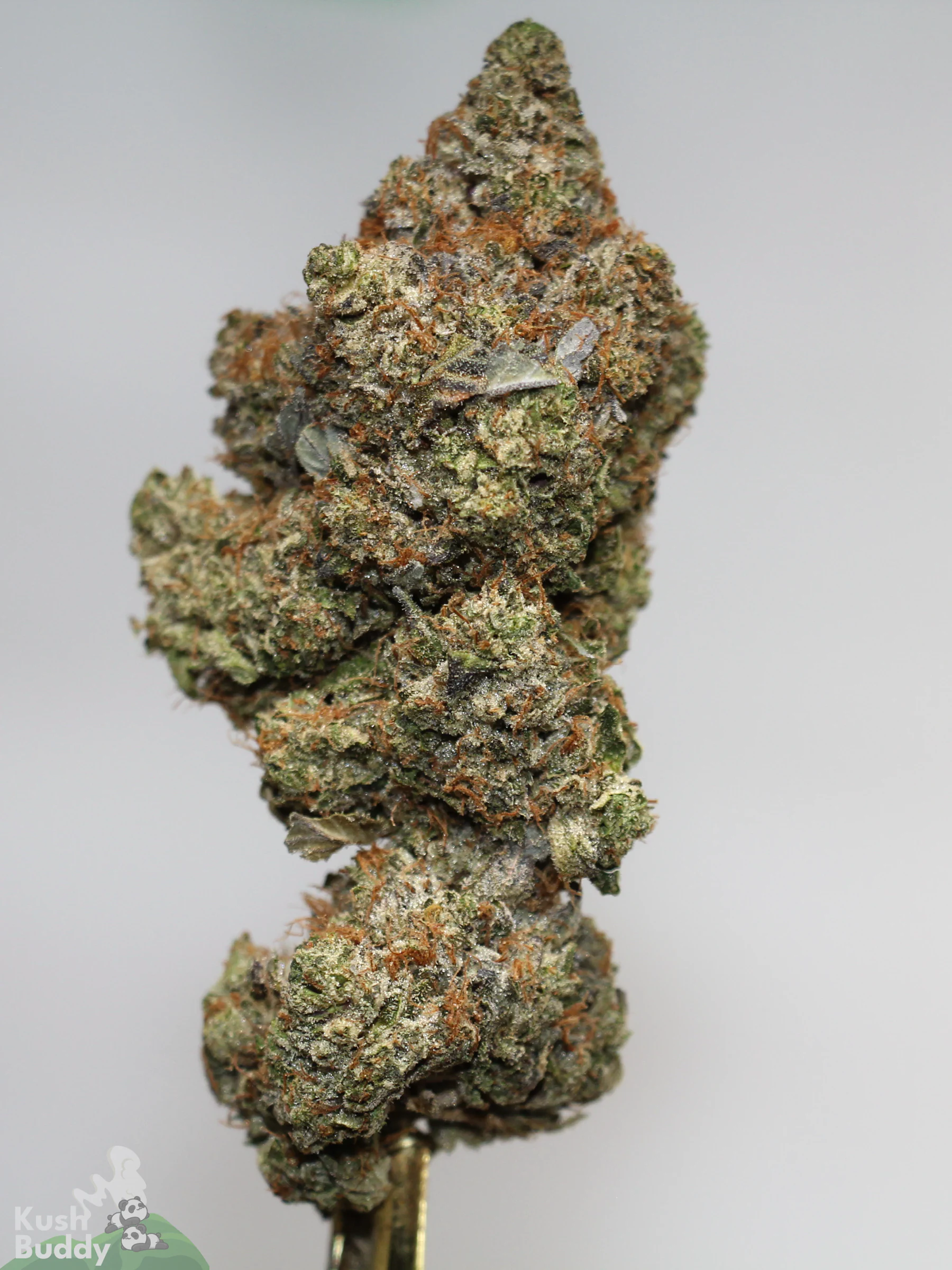 Black Series - Bulk - Zombie Kush OG (LSO) - Image 7